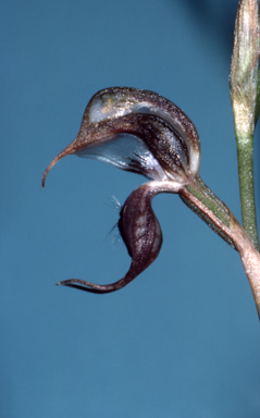 APII jpeg image of Pterostylis hamata  © contact APII