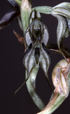 APII jpeg image of Pterostylis insectifera  © contact APII