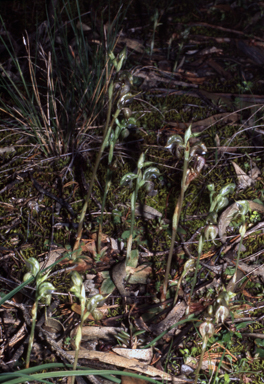 APII jpeg image of Pterostylis lepida  © contact APII