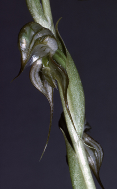 APII jpeg image of Pterostylis leptochila  © contact APII