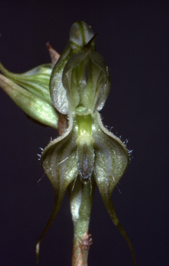 APII jpeg image of Pterostylis mitchellii  © contact APII