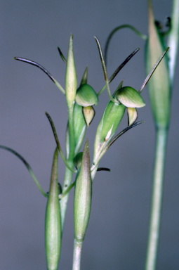 APII jpeg image of Orthoceras strictum  © contact APII