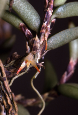 APII jpeg image of Bulbophyllum gadgarrense  © contact APII