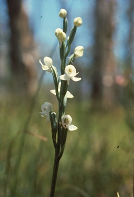 APII jpeg image of Habenaria austroqueenslandica MS  © contact APII