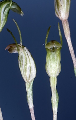 APII jpeg image of Pterostylis voigtii  © contact APII