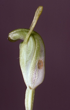 APII jpeg image of Pterostylis lortensis  © contact APII