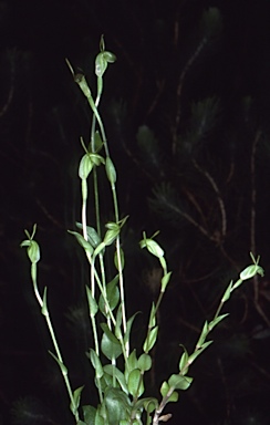 APII jpeg image of Pterostylis occidentalis MS  © contact APII