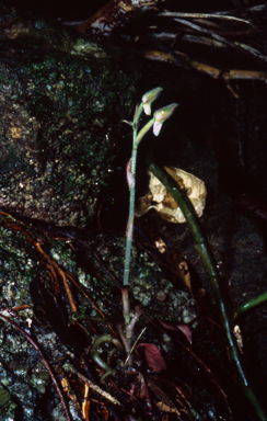 APII jpeg image of Anoectochilus yatesiae  © contact APII