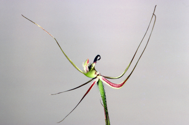 APII jpeg image of Caladenia attingens  © contact APII