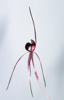 APII jpeg image of Caladenia branwhitei  © contact APII