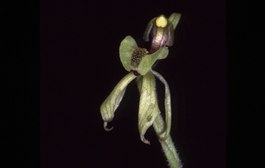 APII jpeg image of Caladenia bryceana  © contact APII