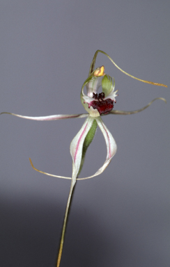 APII jpeg image of Caladenia clavula  © contact APII