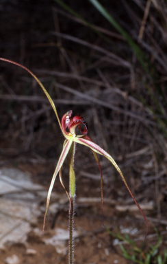 APII jpeg image of Caladenia colorata  © contact APII