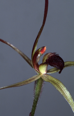 APII jpeg image of Caladenia orestes  © contact APII