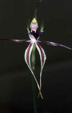 APII jpeg image of Caladenia verrucosa  © contact APII