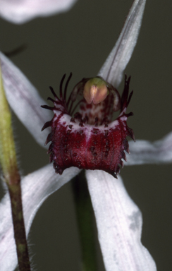 APII jpeg image of Caladenia longicauda  © contact APII