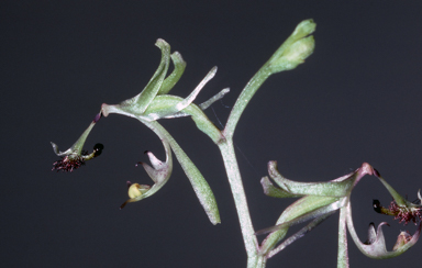 APII jpeg image of Arthrochilus prolixus  © contact APII