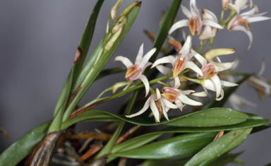 APII jpeg image of Dendrobium carrii  © contact APII