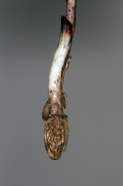 APII jpeg image of Burnettia cuneata  © contact APII