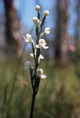 APII jpeg image of Habenaria austroqueenslandica MS  © contact APII