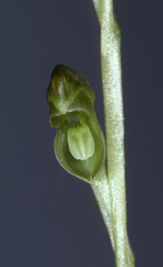 APII jpeg image of Pterostylis mutica  © contact APII