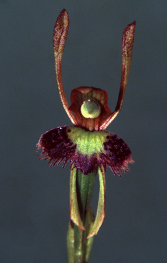 APII jpeg image of Leporella fimbriata  © contact APII