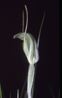 APII jpeg image of Pterostylis clavigera  © contact APII