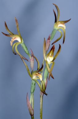 APII jpeg image of Lyperanthus suaveolens  © contact APII