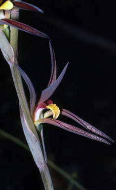 APII jpeg image of Lyperanthus suaveolens  © contact APII