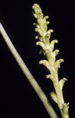 APII jpeg image of Microtis atrata  © contact APII