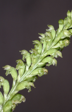 APII jpeg image of Microtis media  © contact APII