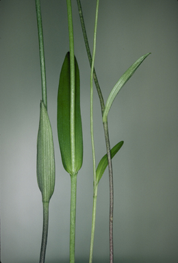 APII jpeg image of Eriochilus dilatatus subsp. dilatatus  © contact APII