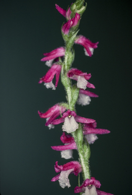 APII jpeg image of Spiranthes australis  © contact APII