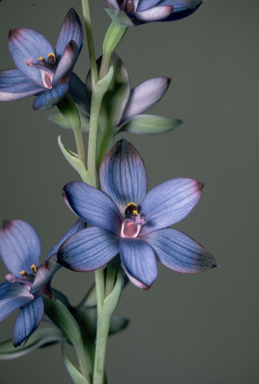 APII jpeg image of Thelymitra canaliculata  © contact APII