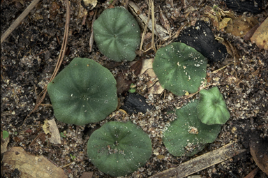 APII jpeg image of Nervilia peltata  © contact APII