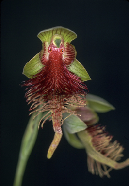 APII jpeg image of Calochilus grandiflorus  © contact APII