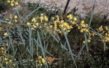 APII jpeg image of Acacia iteaphylla  © contact APII