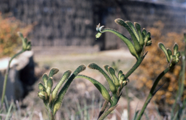 APII jpeg image of Anigozanthos viridis  © contact APII