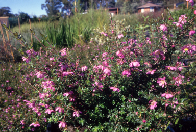 APII jpeg image of Bauera rubioides  © contact APII