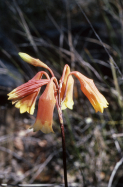 APII jpeg image of Blandfordia nobilis  © contact APII