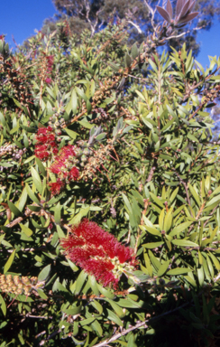 APII jpeg image of Callistemon citrinus  © contact APII