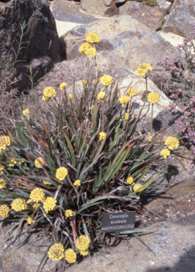 APII jpeg image of Conostylis aculeata  © contact APII