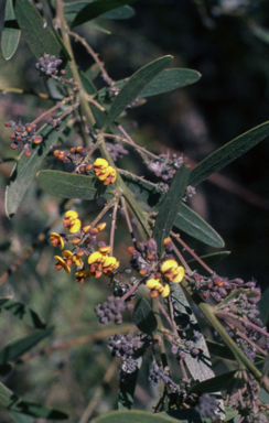 APII jpeg image of Darwinia corymbosa  © contact APII
