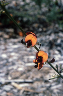 APII jpeg image of Darwinia inflata  © contact APII