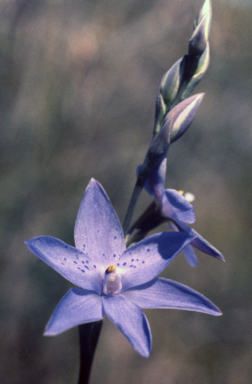 APII jpeg image of Thelymitra ixioides  © contact APII