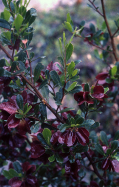 APII jpeg image of Dodonaea viscosa subsp. cuneata  © contact APII
