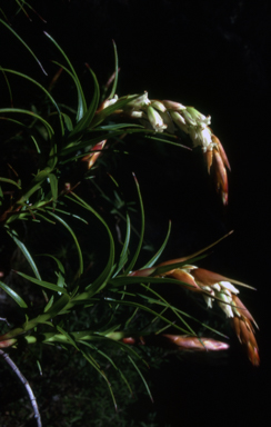 APII jpeg image of Dracophyllum secundum  © contact APII