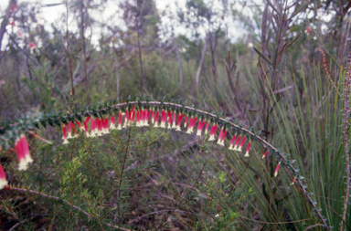 APII jpeg image of Epacris longiflora  © contact APII