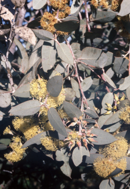 APII jpeg image of Eucalyptus gillii  © contact APII