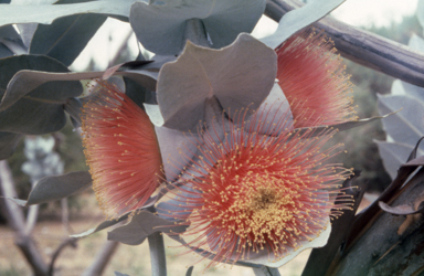 APII jpeg image of Eucalyptus macrocarpa  © contact APII